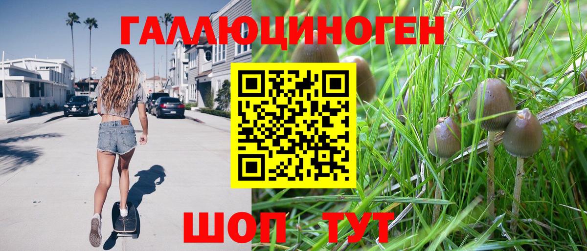 Галлюциногенные грибы Psilocybe Мурманск